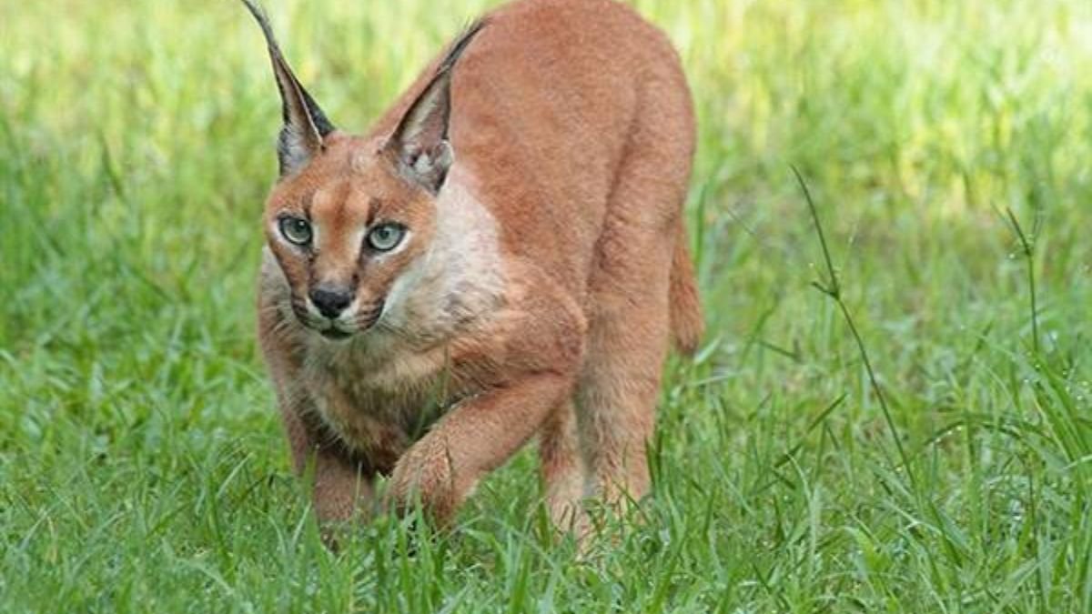 MP में दुर्लभ कैराकल की मौजूदगी, सालों बाद पहली पुष्टि; गांधी सागर अभयारण्य में कैमरे में कैद