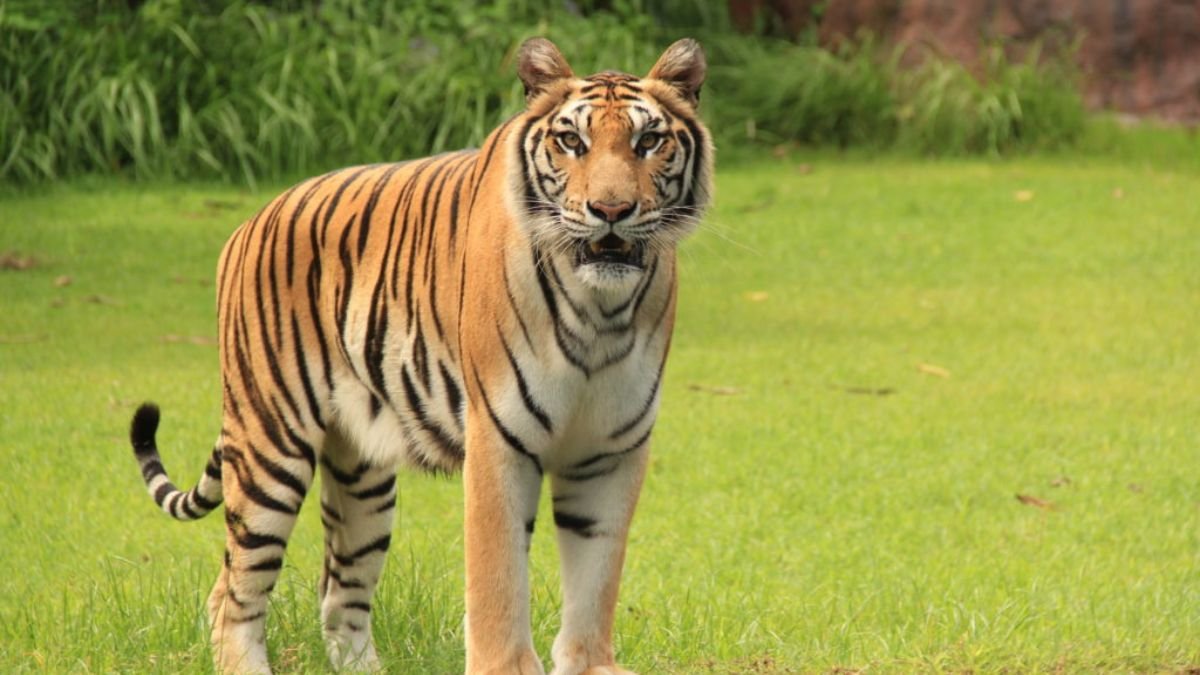 बाघों के शिकार में शामिल अंतरराष्ट्रीय गिरोह के दो सदस्य जेल में रहेंगे, MP हाईकोर्ट ने जमानत याचिका की खारिज