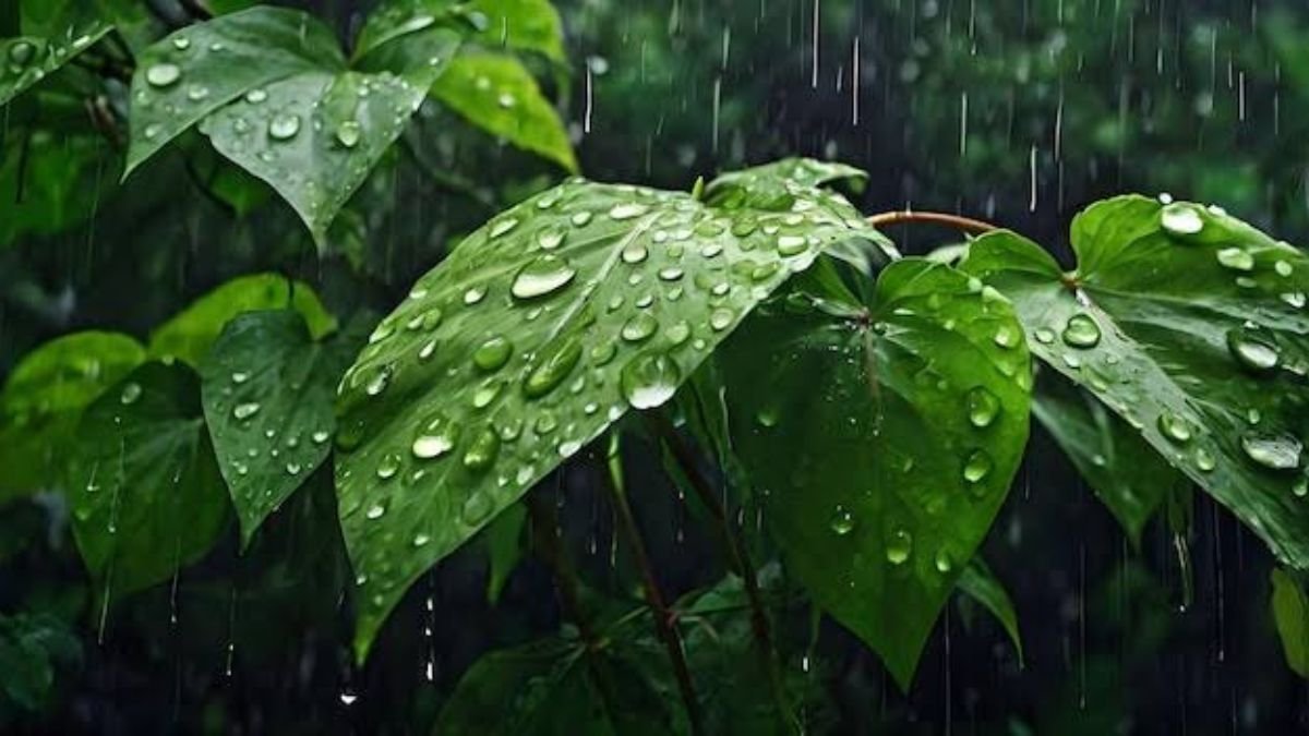 दिल्ली में फिर बरसेगा मानसून, IMD ने तीन दिन का भारी बारिश अलर्ट जारी किया , ट्रैफिक और जलभराव की दी चेतावनी