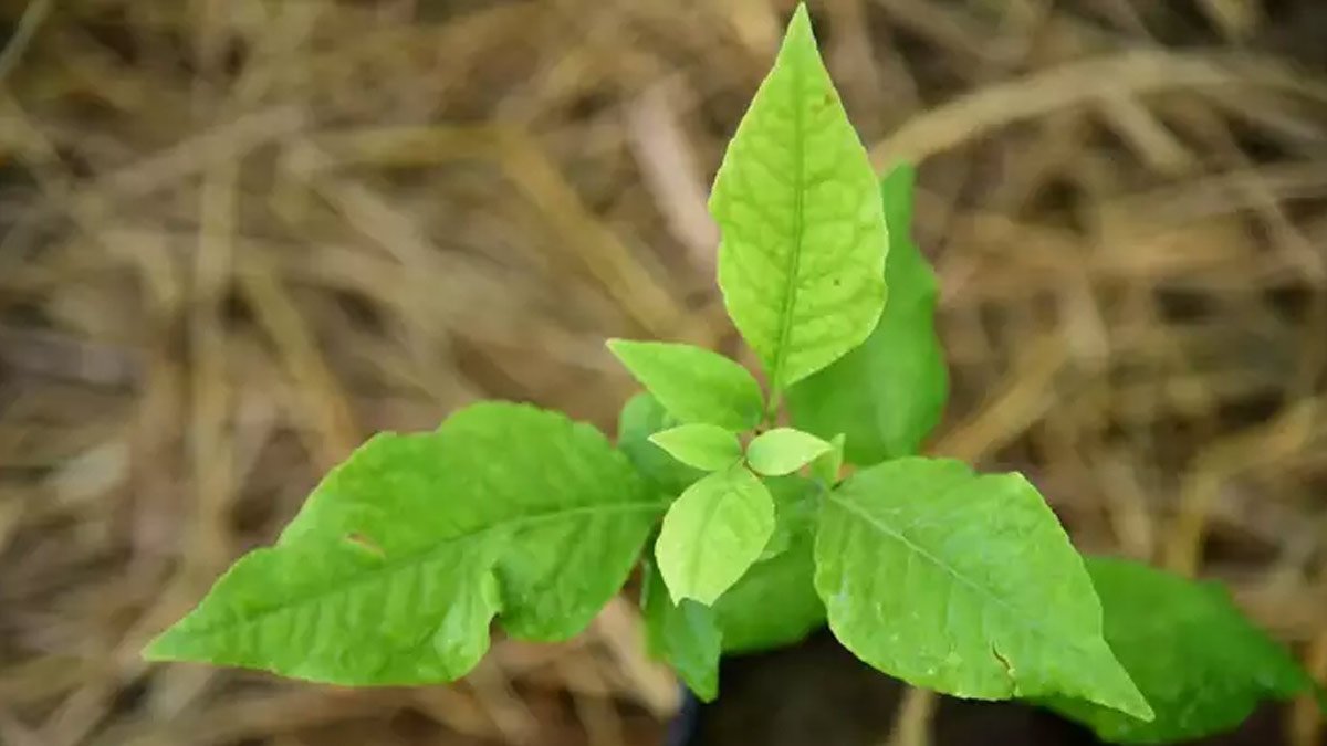 सावन में जरूर लगाएं ये 5 पौधे, मिलेगी भोलेनाथ की कृपा; बदल जाएगा आपका भाग्य