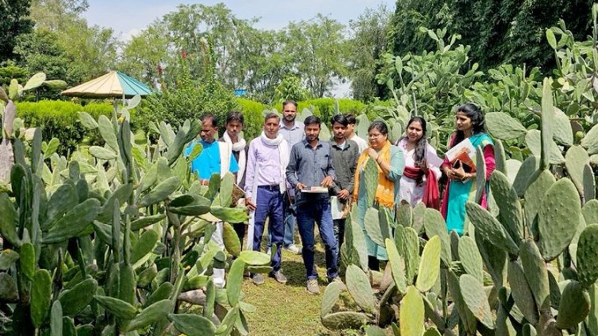 ग्रीन-एजी परियोजना: अमलाहा में किसान सीख रहे कांटारहित कैक्टस खेती, ICARDA केंद्र में दिया गया प्रशिक्षण सत्र