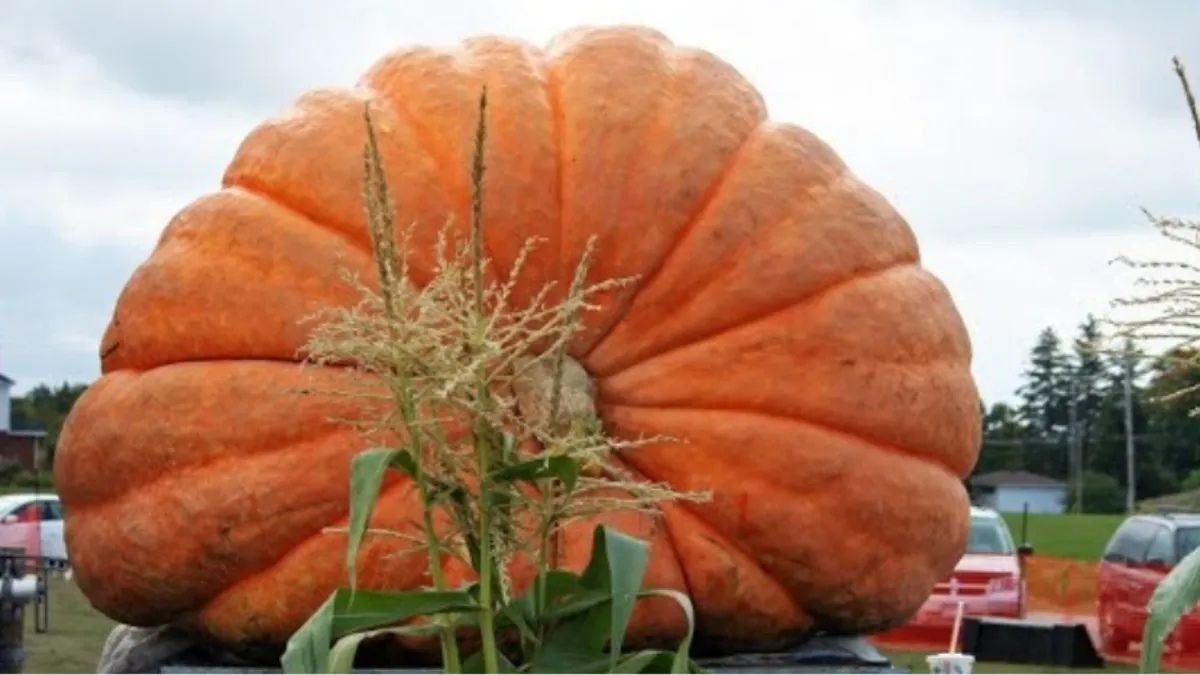 दुनिया का सबसे भारी कद्दू उगाने वाले जुड़वां भाई, तोड़ दिए दो विश्व रिकॉर्ड