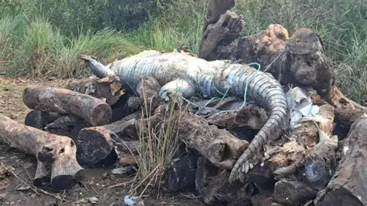खंदारी जलाशय का ‘राजा’ नहीं रहा, 70 साल पुराने मगरमच्छ की मौत; वन विभाग ने दिया जलाशय किनारे अंतिम विदाई