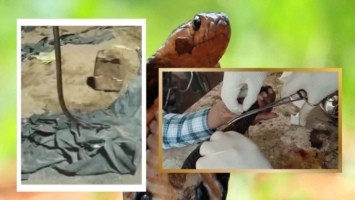 उज्जैन: JCB से घायल हुए कोबरा की दो घंटे चली सर्जरी, डॉक्टरों ने 80 टांके लगाकर बचाई जान