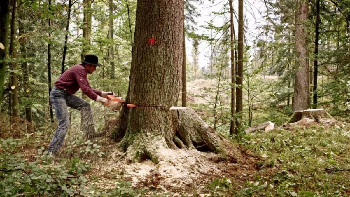 भोपाल में 488 पेड़ कटने पर हाईकोर्ट ने जताई चिंता, सख्त रुख अपनाते हुए अधिकारियों को किया तलब