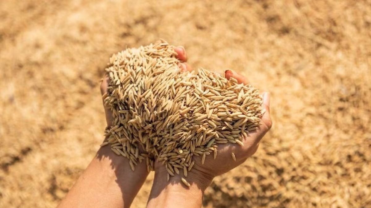 रीवा में समर्थन मूल्य पर धान खरीदी शुरू, कलेक्टर ने किया औचक निरीक्षण; अवैध खरीदी पर सख्त नो टॉलरेंस संदेश