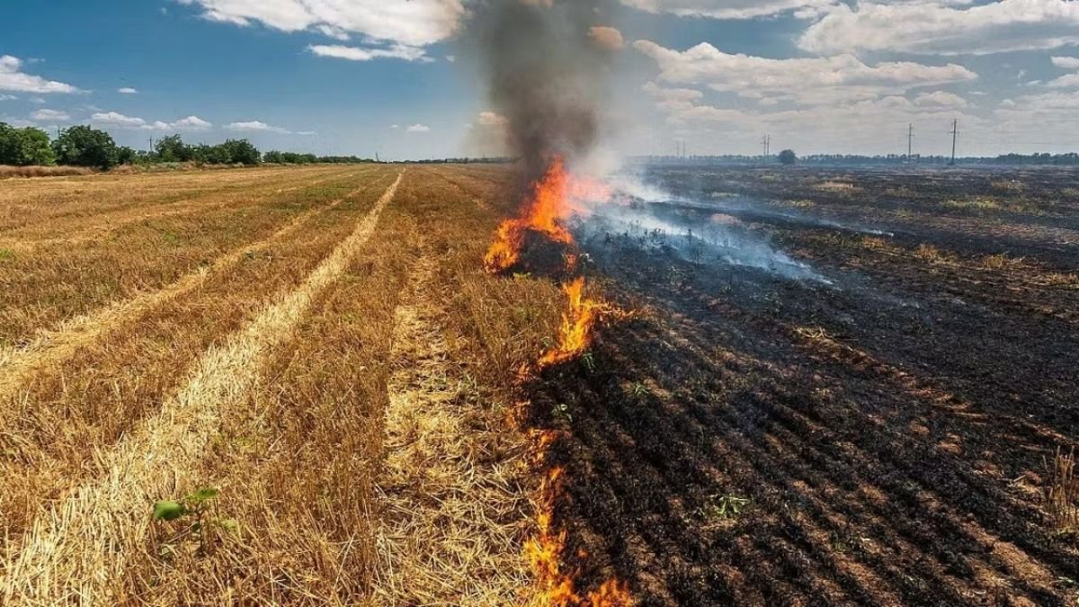 सतना-मैहर में सैटेलाइट से पकड़ी गई नरवाई जलाने की 1145 घटनाएं, खेल जारी