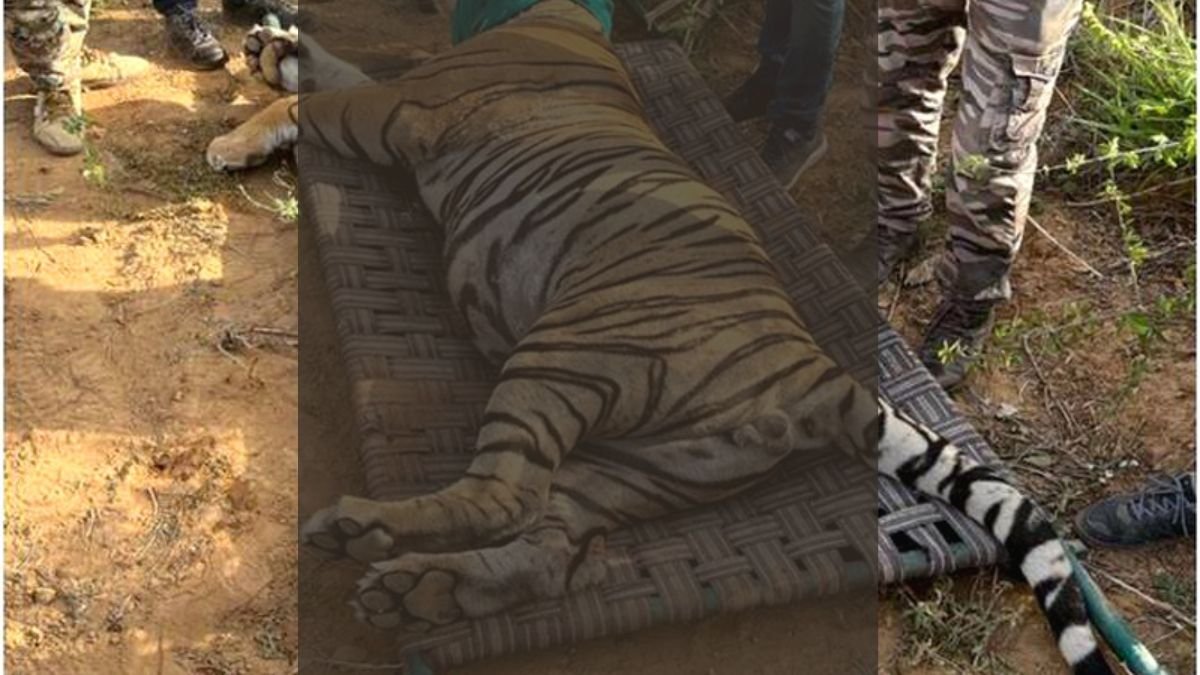 MP में बाघ सुरक्षा को लेकर ऑपरेशन वाइल्ड ट्रैप-2, शिकारियों पर सख्त कार्रवाई