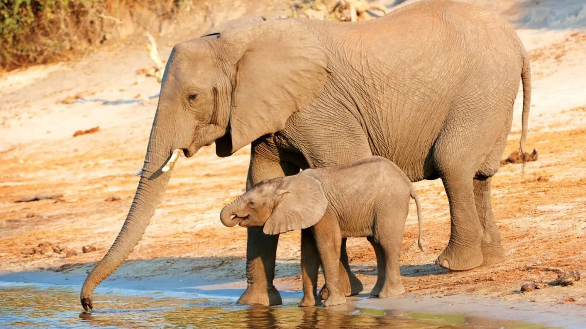 सुबह की खामोशी में भारी कदमों की आहट, 100 साल बाद फिर MP में बसे हाथी