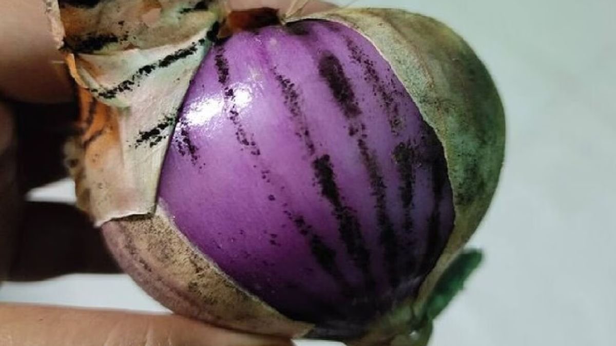 प्याज पर काला धब्बा, सिर्फ दाग नहीं; स्वास्थ्य के लिए है खतरा