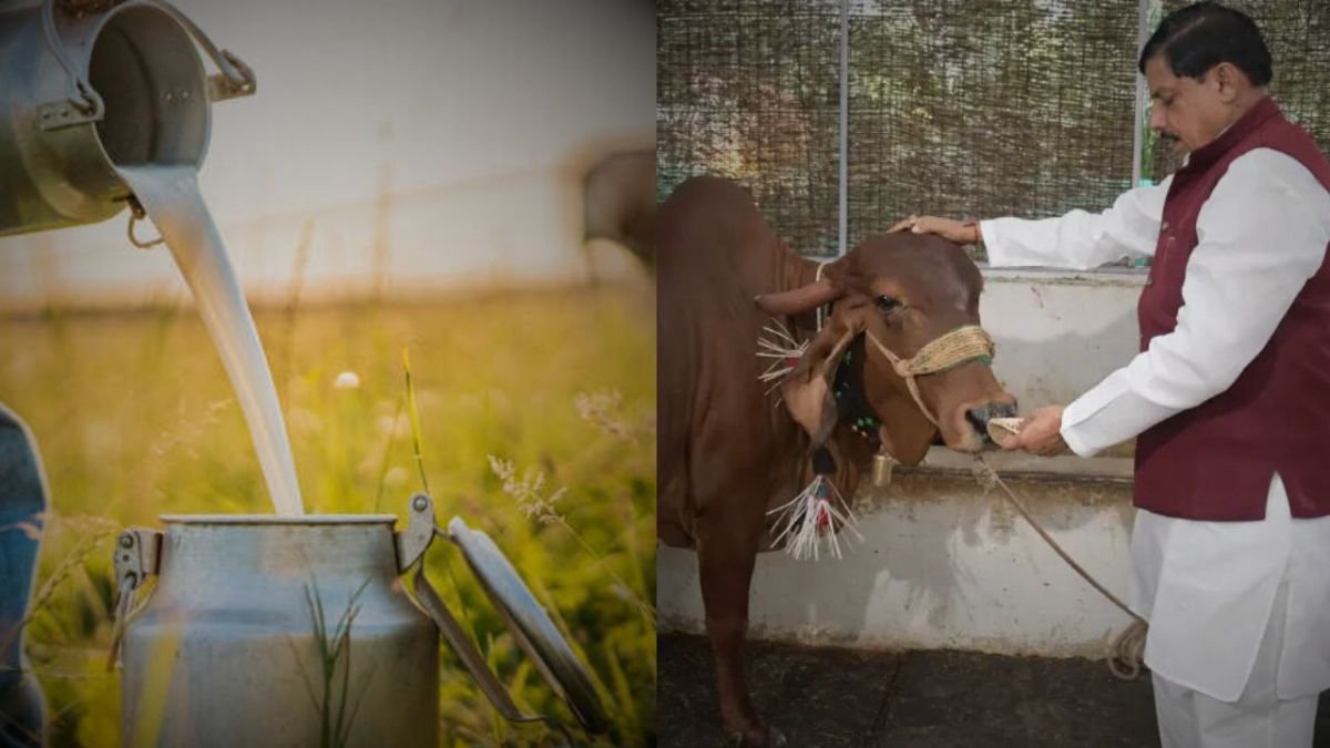 सतना: दुग्ध समृद्धि संपर्क अभियान 2.0 की शुरुआत, 17 दिसंबर से डेयरी किसानों के लिए बड़ा अभियान