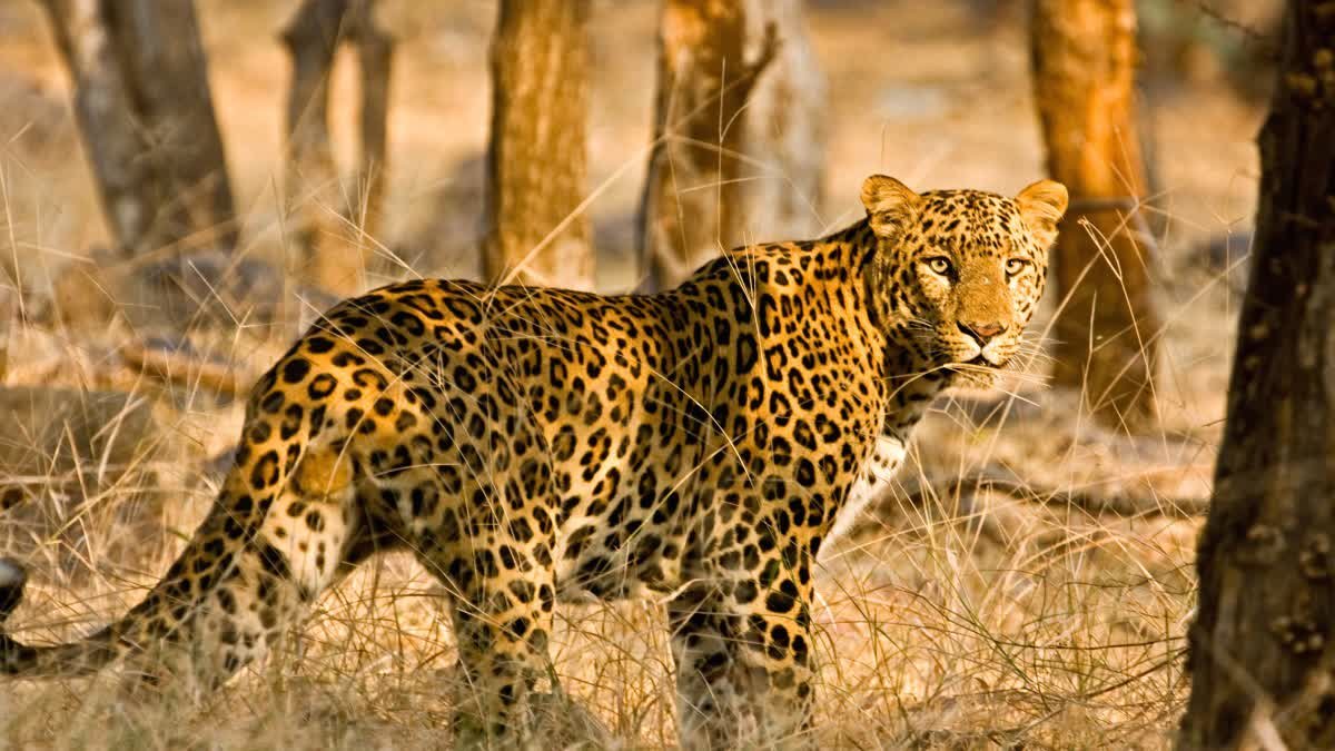 जबलपुर के घरों में तेंदुए की चहल-कदमी, CCTV में कैद