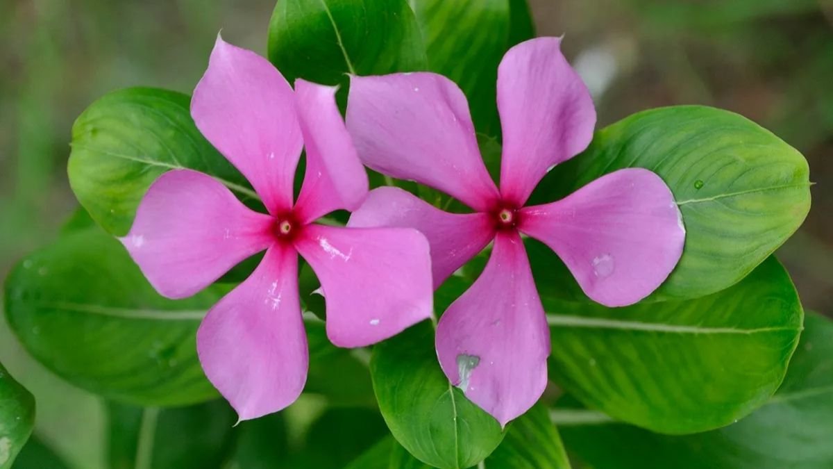 सदाबहार फूल सिर्फ सुंदरता नहीं, स्वास्थ्य का भी है खजाना; जानें इसके चौकाने वाले फायदे