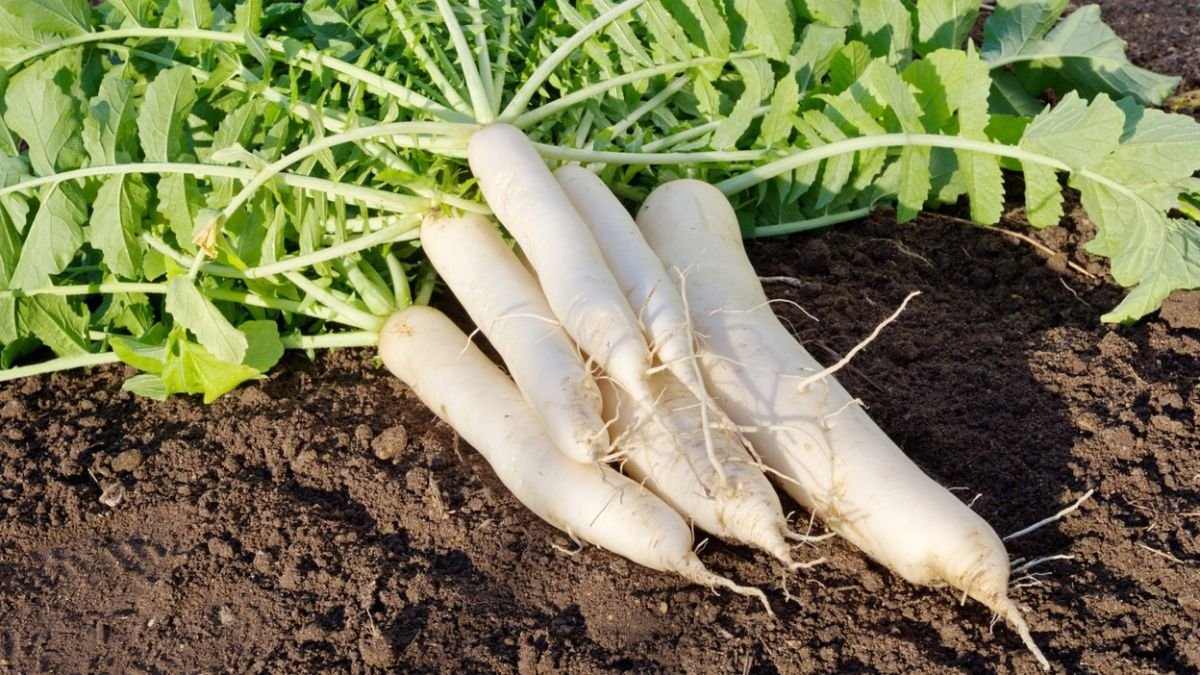 सर्दियों की सुपरफूड मूली, स्वाद से ज्यादा है सेहत का खजाना; जानें इसके चौंकाने वाले फायदे