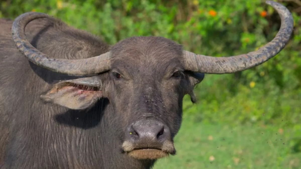 MP के जंगलों में दिखेगा असम का जंगली भैंसा, वन्यजीव संरक्षण और किसान कल्याण पर दिल्ली में अहम बैठकें