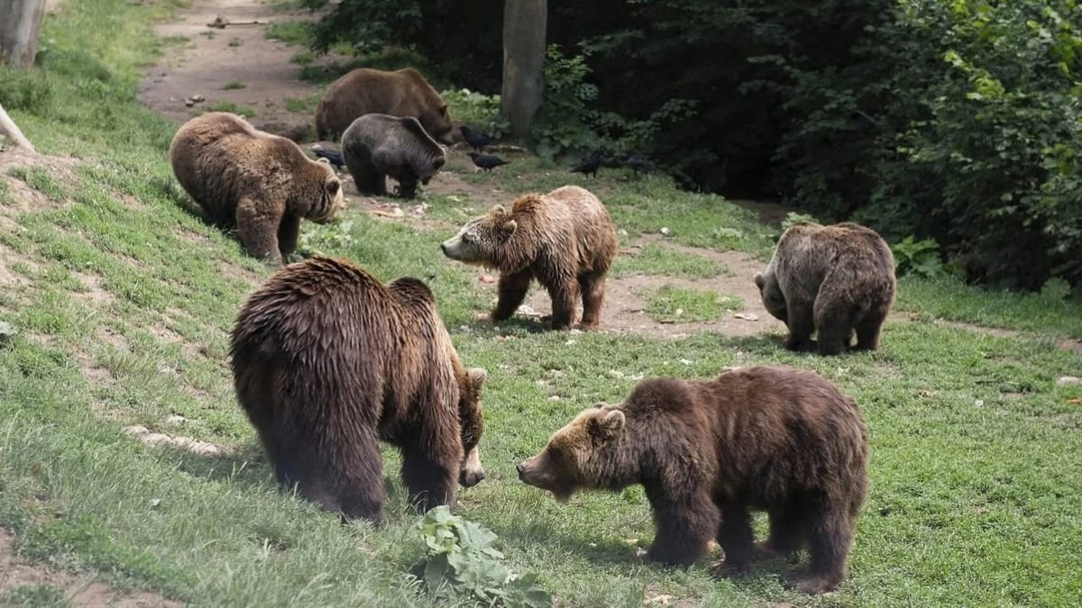 जबलपुर के कछार गांव में भालुओं का आतंक, ग्रामीणों ने खेत जाना छोड़ा; वन विभाग से रेस्क्यू की मांग