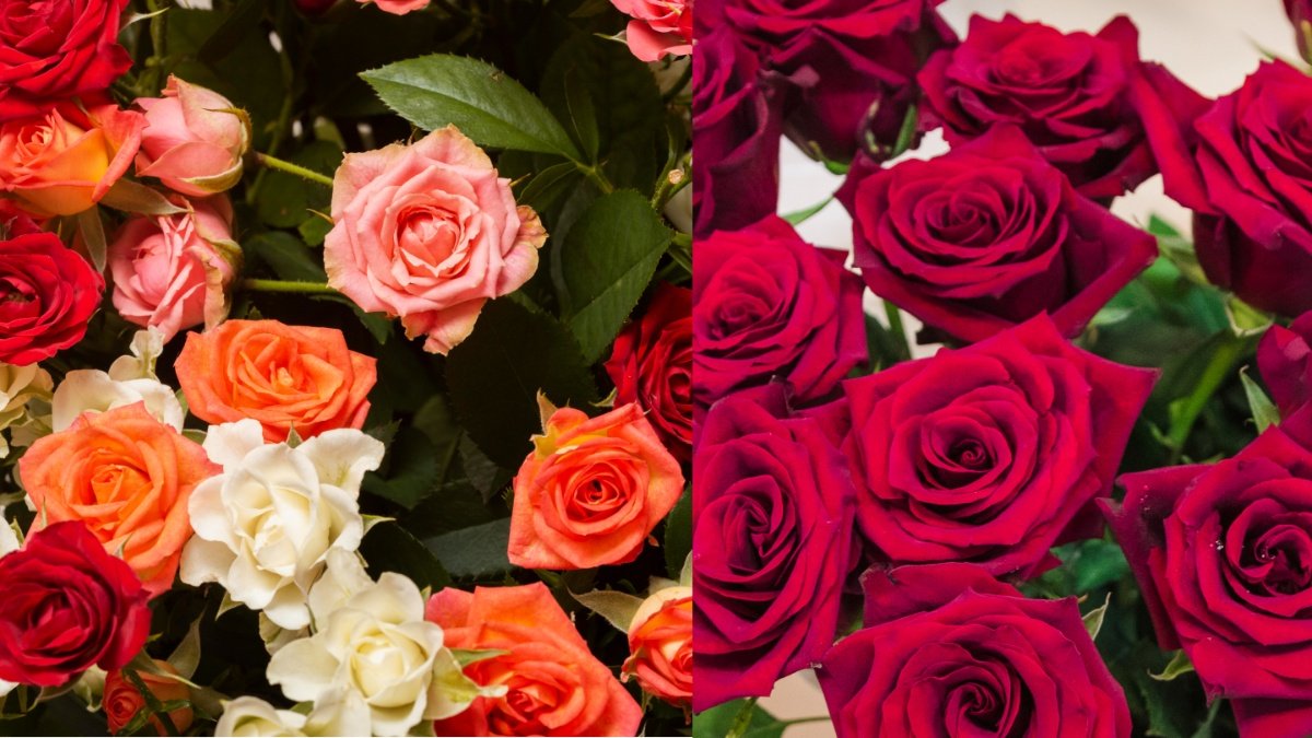 गुलाब का फूल सिर्फ प्यार का इज़हार नहीं, इसमें छुपा है खूबसूरती और सेहत का राज़, जानें इसके फायदे